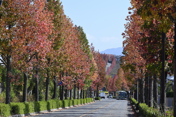 京都桂坂　モミジバフウ並木道