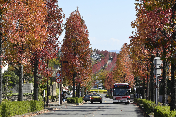 京都桂坂　モミジバフウ並木道