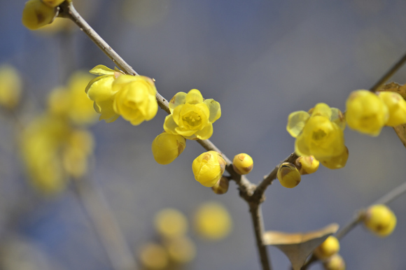 公園の花　みどりーな