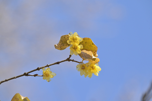 公園の花　みどりーな