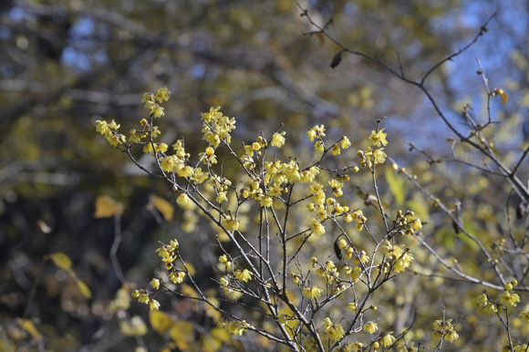 公園の花　みどりーな