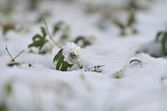 セツブンソウ雪の中