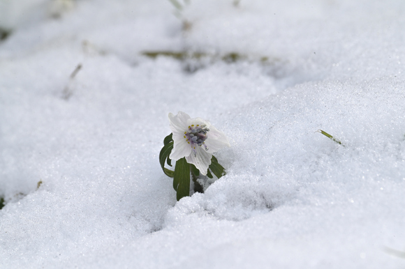 セツブンソウ雪の中