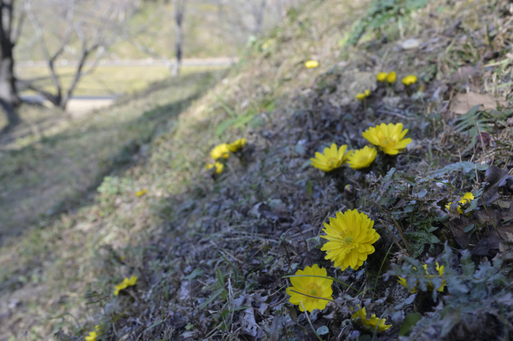 はままつフラワーパーク花散策　２月８日