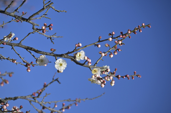 はままつフラワーパーク花散策　２月８日