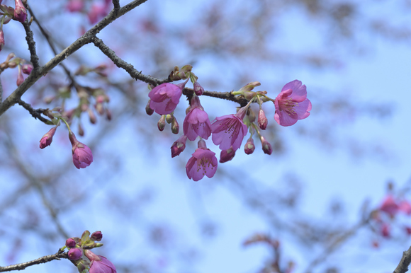 はままつフラワーパーク花散策　２月８日