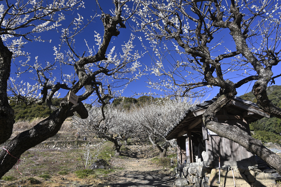 長楽寺　梅のトンネル