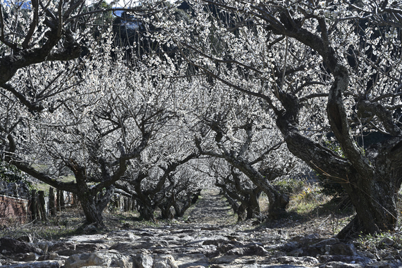 長楽寺　梅のトンネル