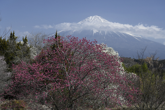 花と富士山
