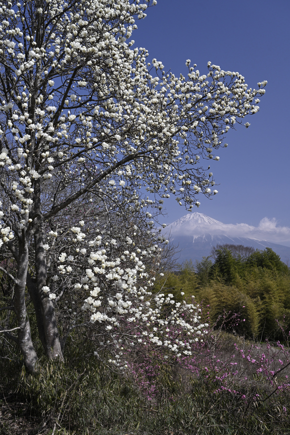 花と富士山