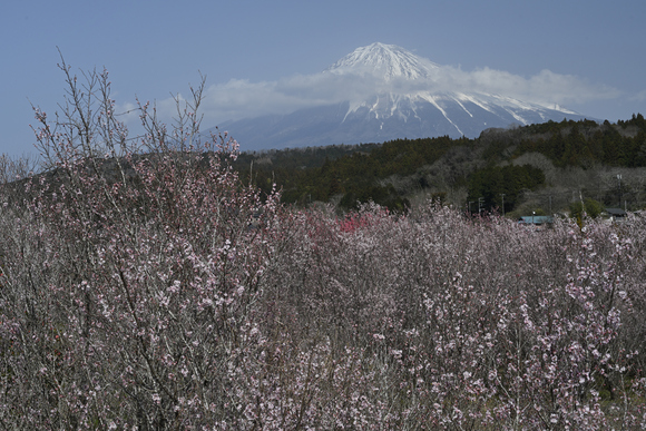 花と富士山