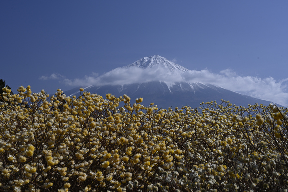 花と富士山