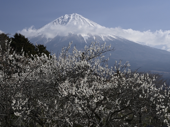 花と富士山