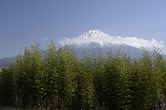 花と富士山