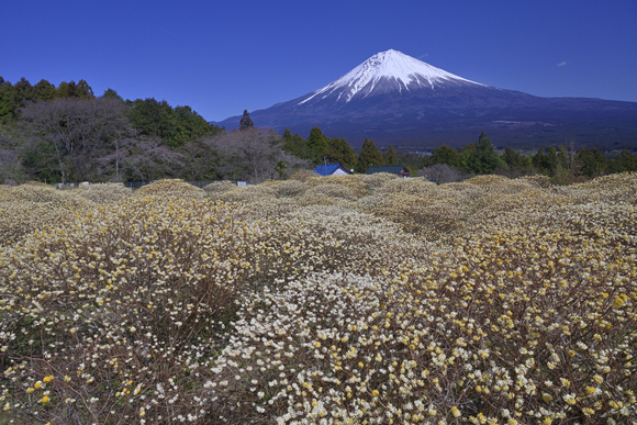 桜と富士山いろいろ