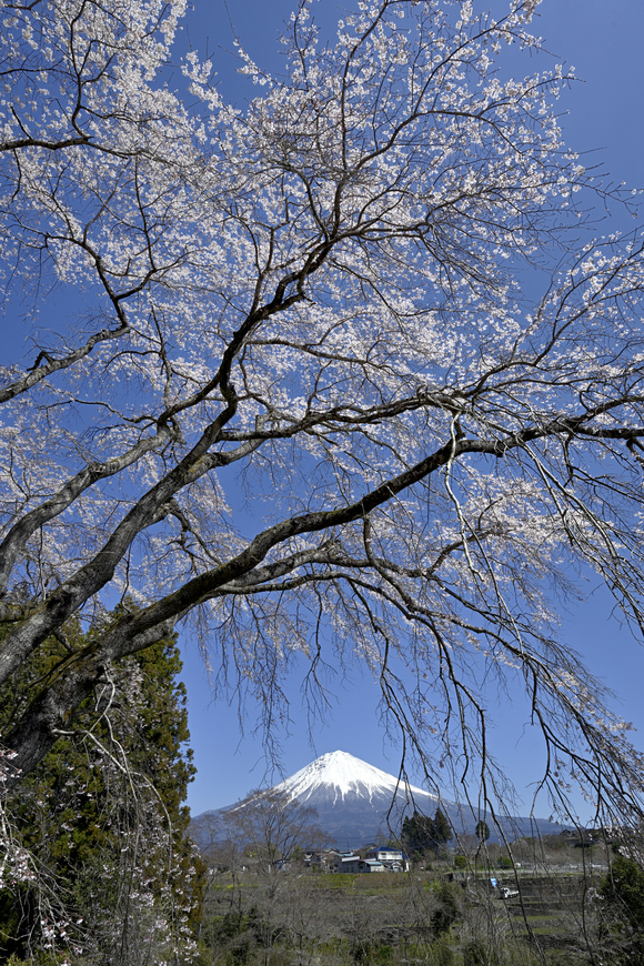 桜と富士山いろいろ