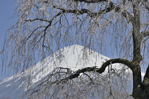 桜と富士山いろいろ