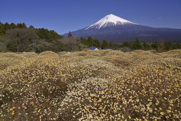 桜と富士山いろいろ