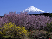 桜と富士山いろいろ 2023/03/22 18:24:23