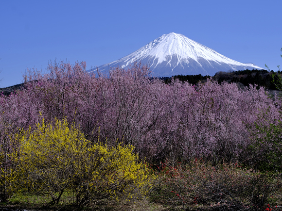 桜と富士山いろいろ