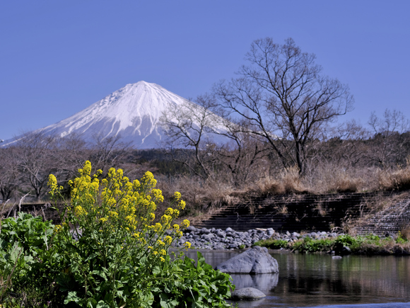 桜と富士山いろいろ