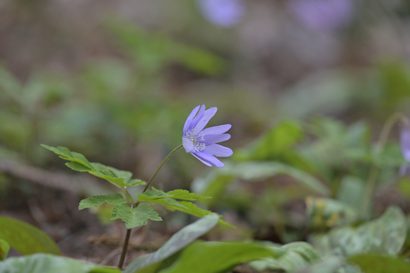 城山かたくりの里