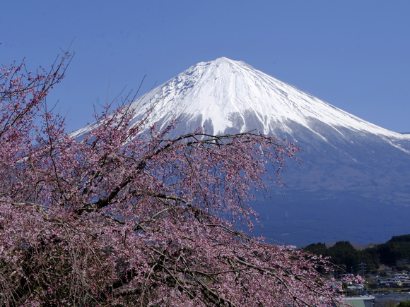 桜と富士山いろいろ