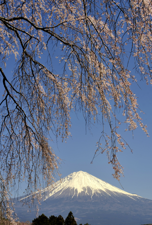 桜と富士山いろいろ