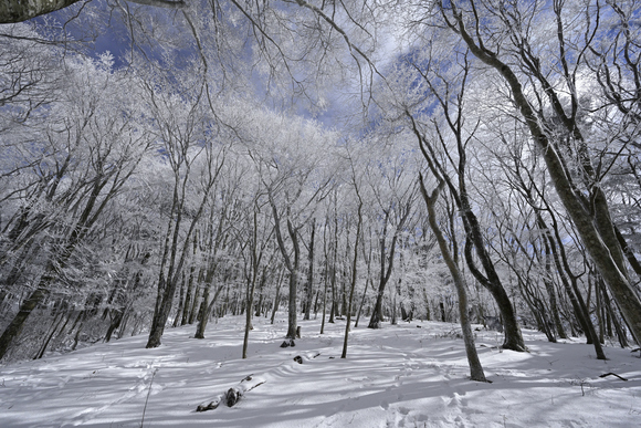 面の木雪景色