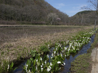 沼の原湿原の花散策