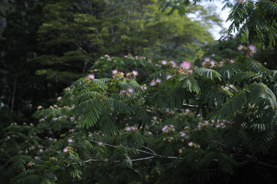ねむの花