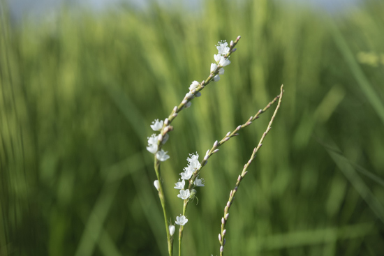 サクラタデ　白花