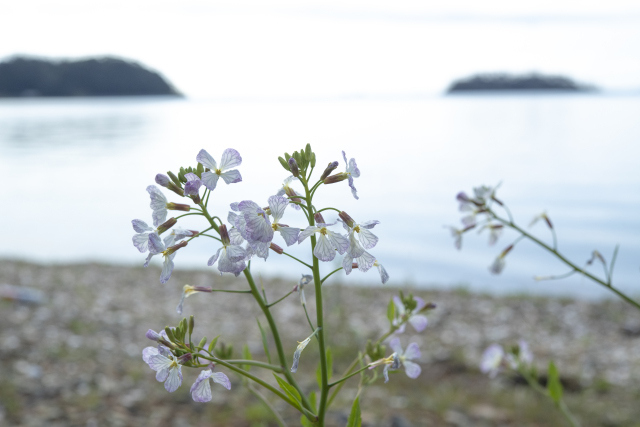 花旅の写真 3月の花