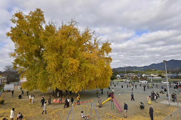 豊川　大和の大銀杏