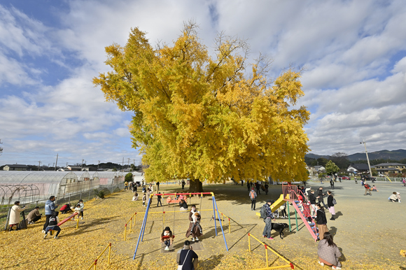 豊川　大和の大銀杏