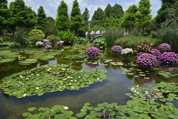 花旅の写真 年08月04日