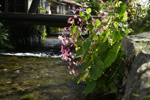 花旅の写真 見頃になってきたバイカモ 醒ヶ井