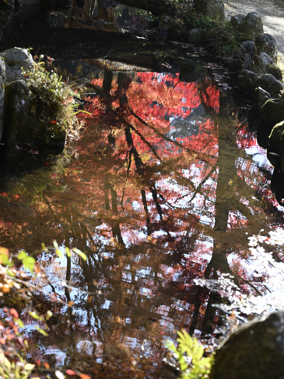 大井平紅葉