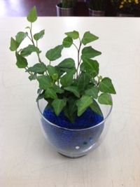 苔玉 2013/05/30 14:39:26