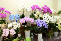 12月26日の記事 2012/12/26 18:48:45