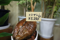 入荷。 2013/01/24 08:29:20
