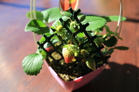 イチゴ。 2013/01/29 10:51:40