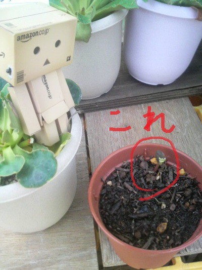 ダンボーとあさがお　その2