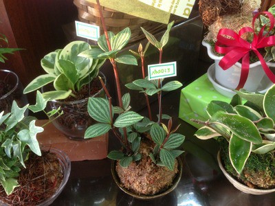 苔玉。