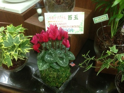 苔玉。