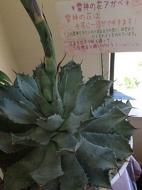 咲きましたヽ(^o^)丿 2013/09/17 14:15:56