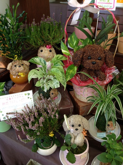 苔玉＆動物苔玉♪