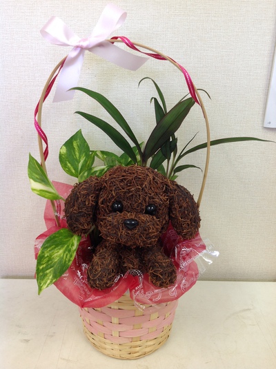 苔玉＆動物苔玉♪