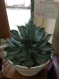 雷神の花アガベ＊ 2013/08/25 14:44:09