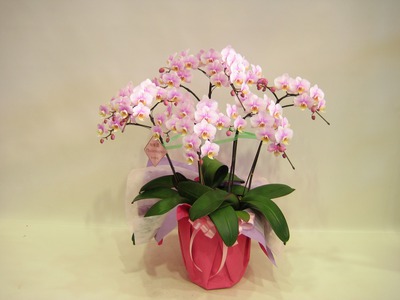 残1　胡蝶蘭　サクラミディ　￥18360